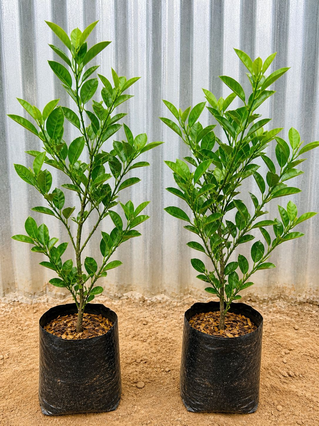 Lemon Plants